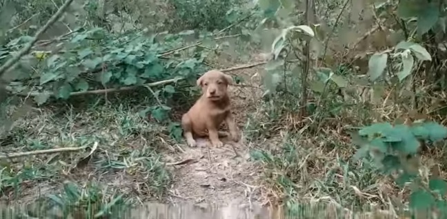 Cucciolo di cane abbandonato