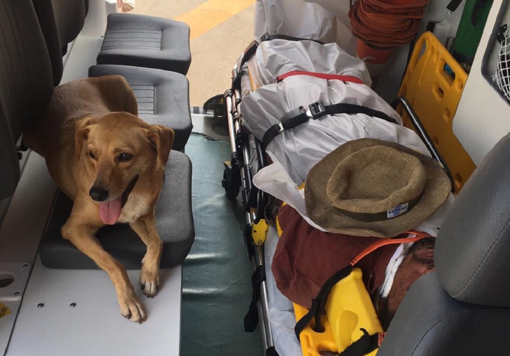 Il trasporto del paziente e del cane