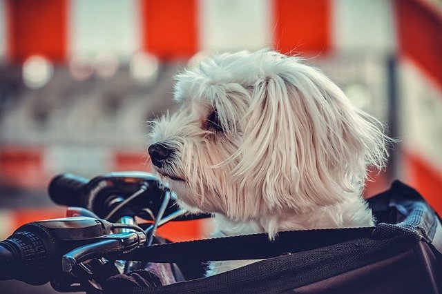 Cucciolo di cane in bici