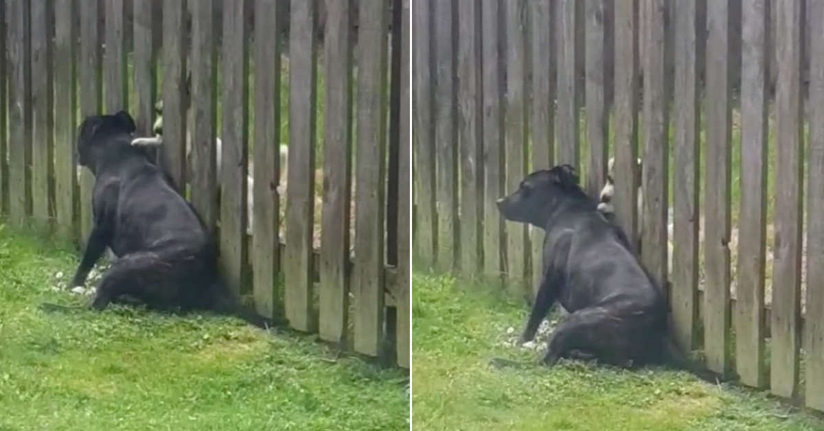 Cucciolo massaggia il cane