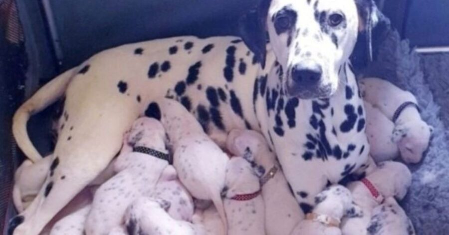 Dalmata e cuccioli