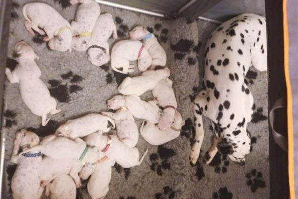 18 cuccioli di cane appena nati