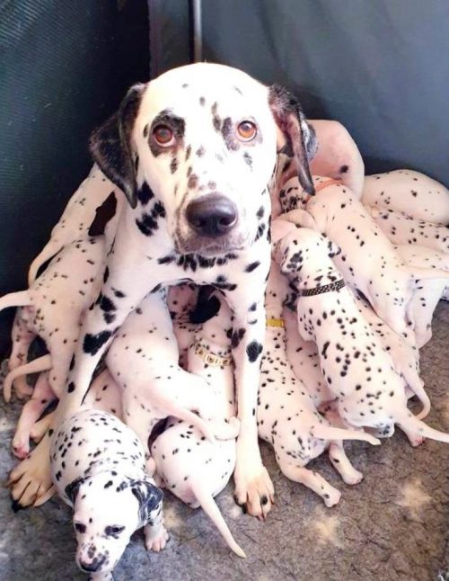 18 cuccioli di dalmata