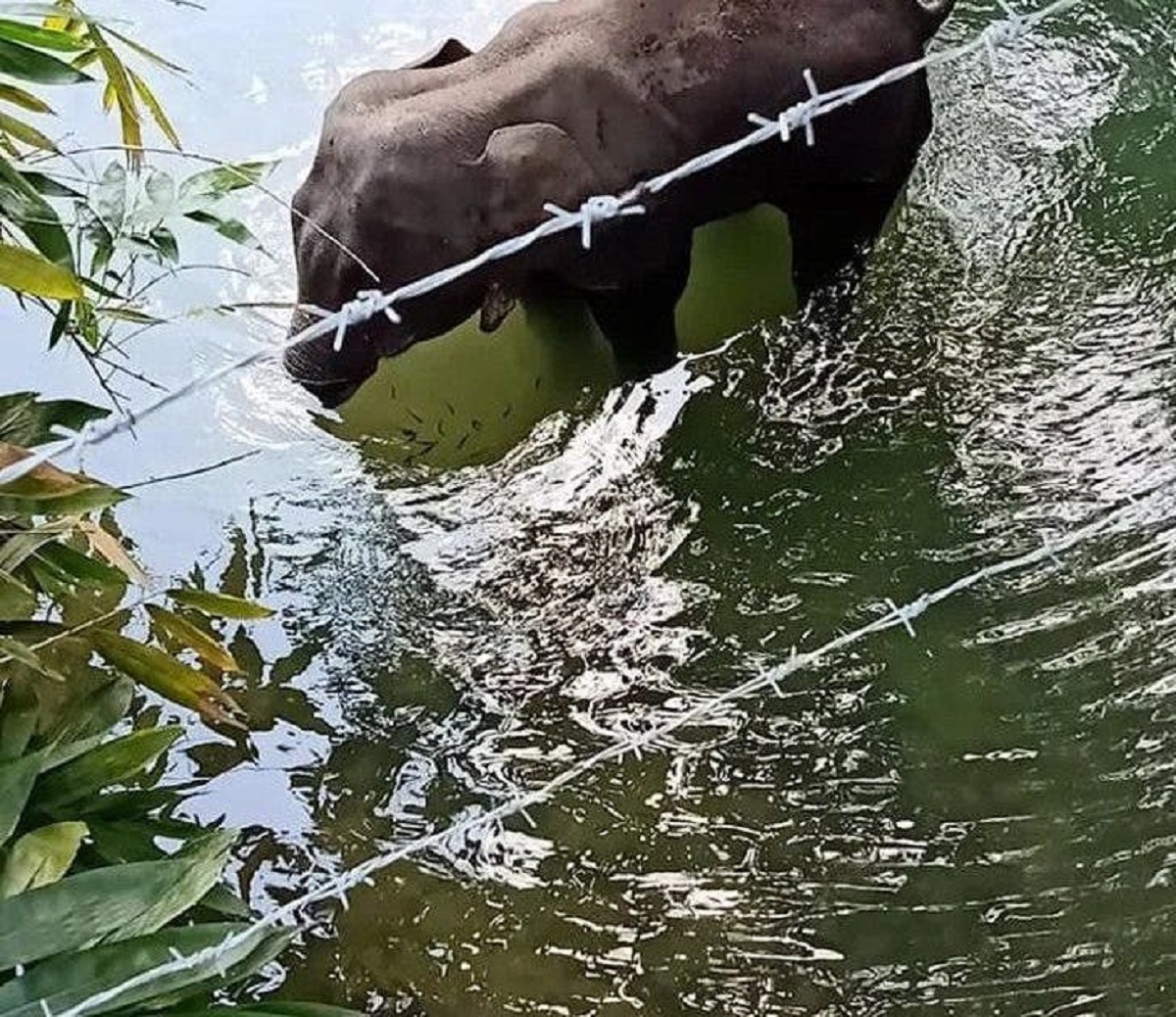 elefante nel fiume 