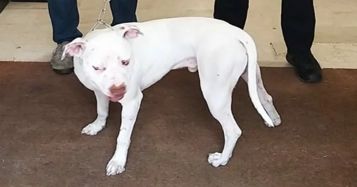 Faenza, prende a calci il suo cane in pieno centro: “l’ho fatto per educarlo”