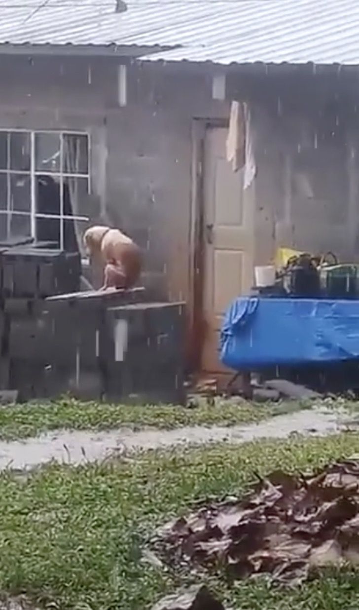 Cane cerca riparo sotto la pioggia