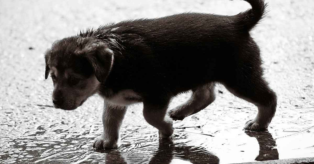 Cane randagio sotto la pioggia