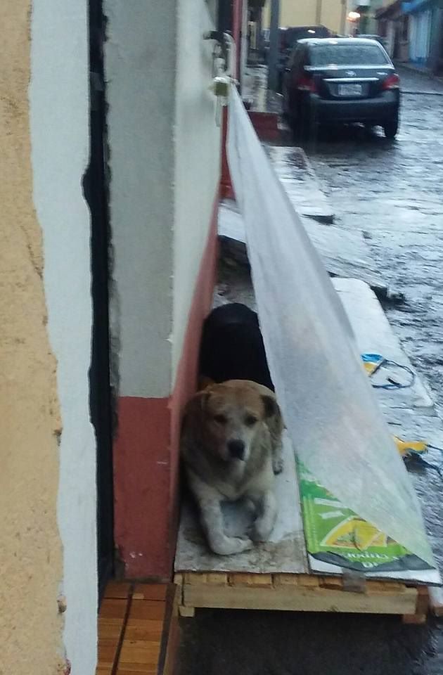 Cibo e acqua per i cani randagi