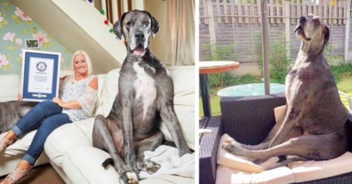 Il cane più alto del mondo: conosciamo Freddy