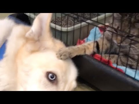 Cane e gatto dal veterinario