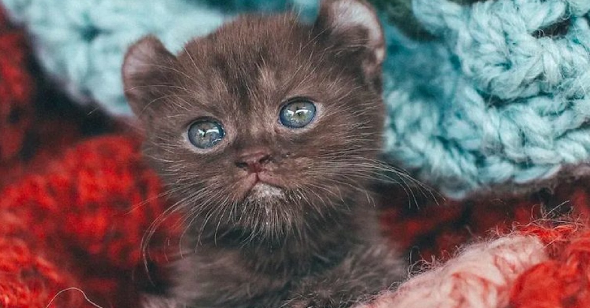 Gattino con orecchie da orso riesce ad abbracciare anche con un problema alle zampe
