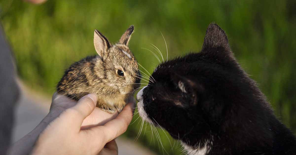 Convivenza tra gatto e coniglio: si può fare, con attenzione