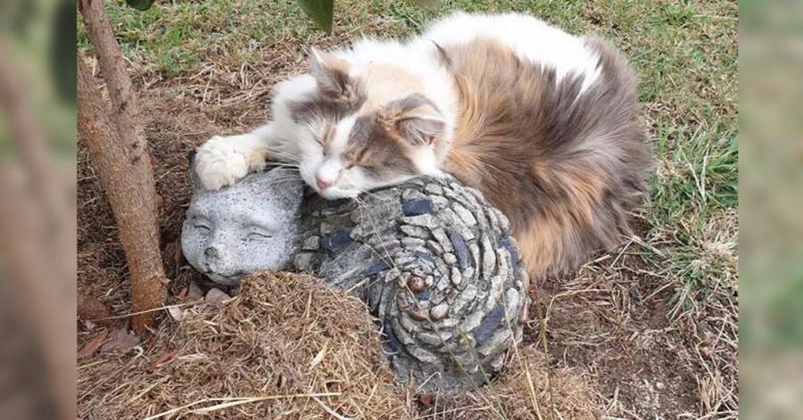 Gatto dorme con l'amico di pietra