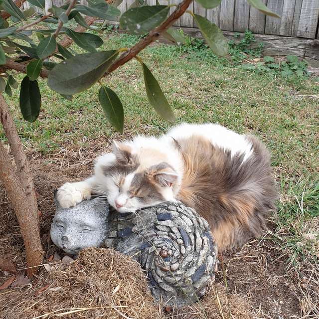 Gatto dorme nel patio