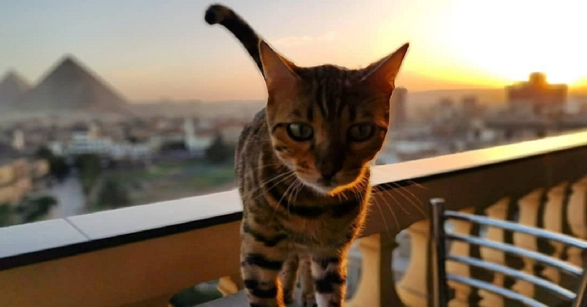 Gatto viziato mangia solo sul balcone con vista