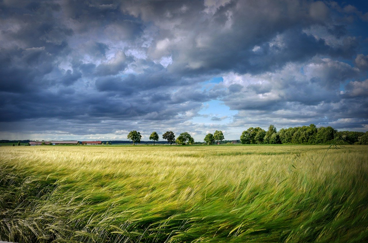 campo di grano 