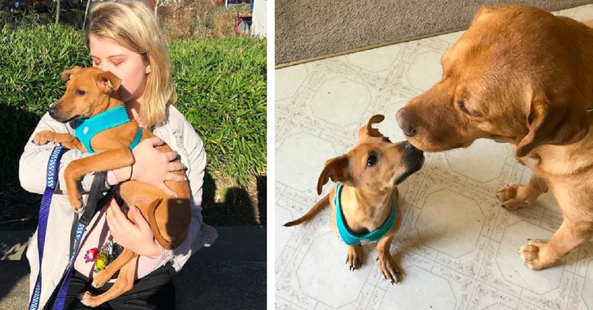 Giovane in vacanza in Giamaica salva un cane affamato