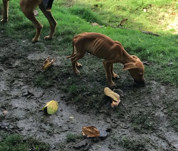 Cani randagi nella terra