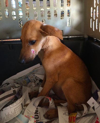 Cucciolo di cane randagio