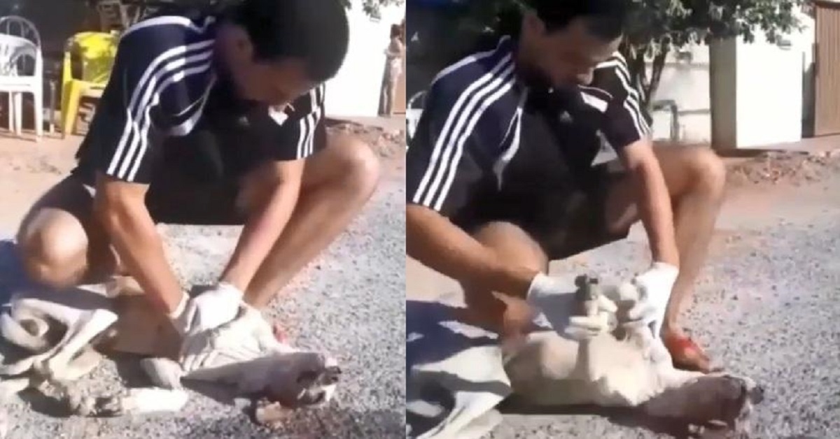Giovane salva un cane randagio che era stato avvelenato