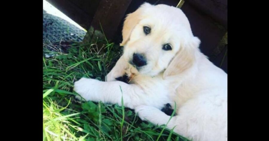 Golden Retriever bambino autistico