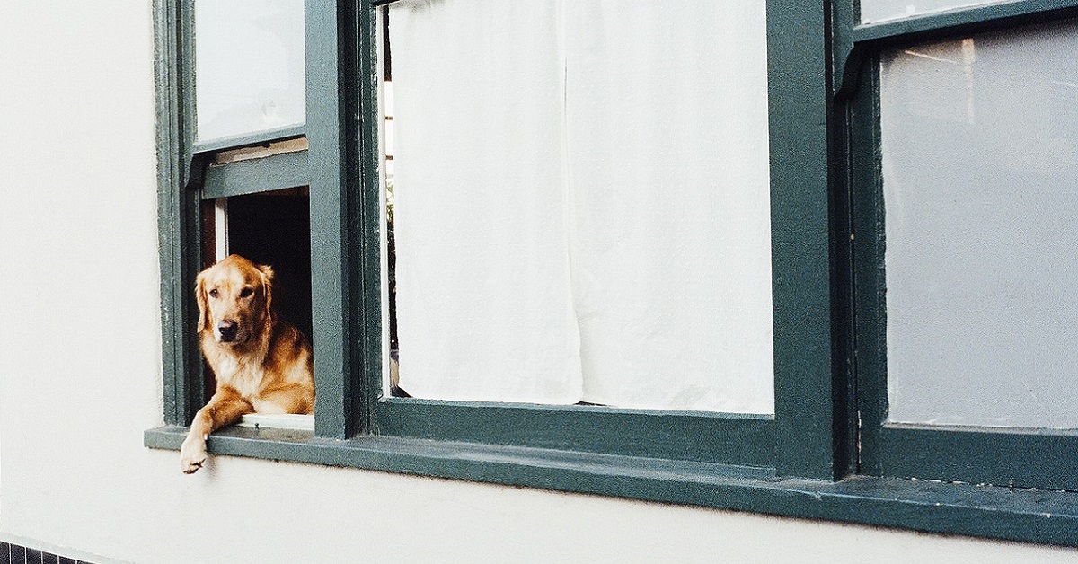 Cane alla finestra
