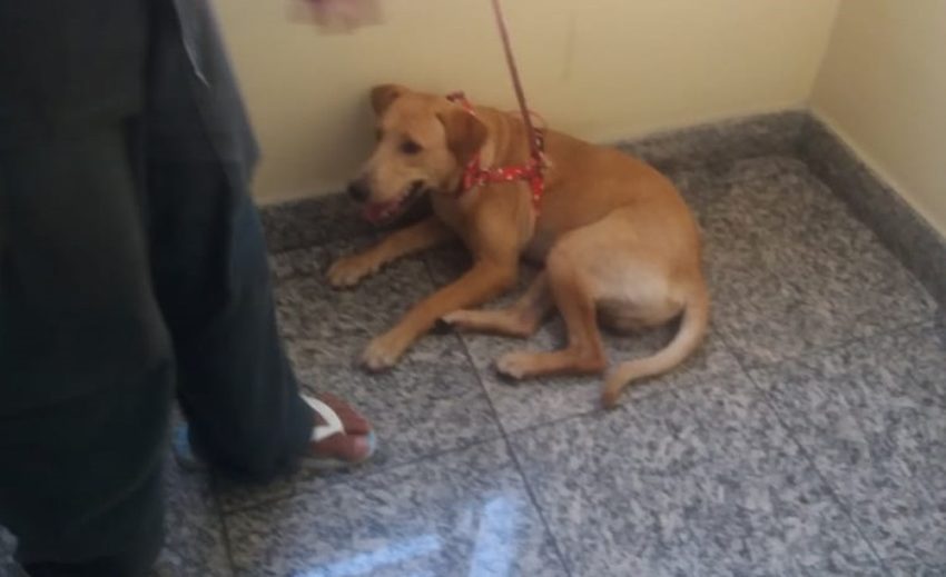 Cane salvato dalla polizia