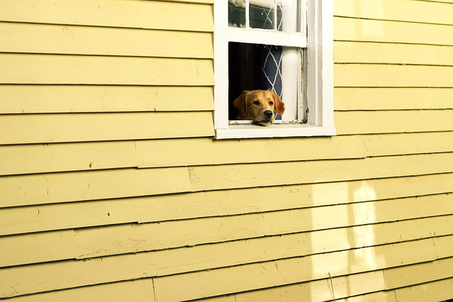 Cane sbircia dalla finestra