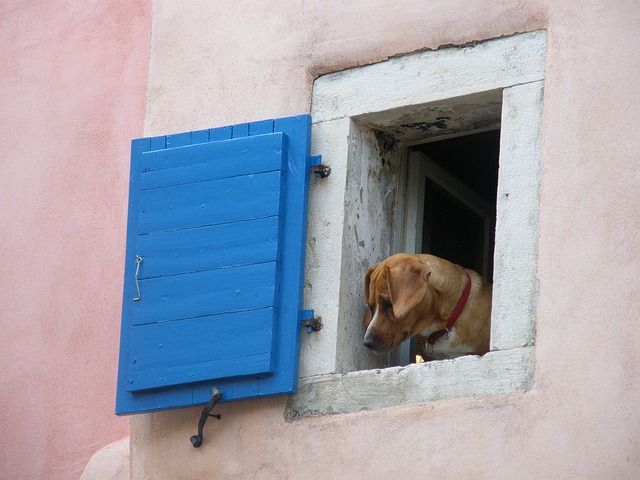 Cane in pericolo alla finestra