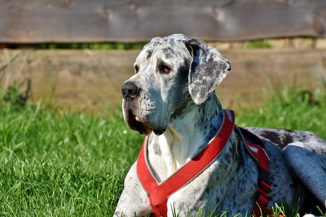 Cane da guardia