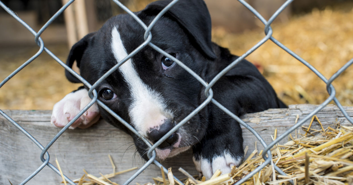 il cane con il suore sul petto è stato adottato