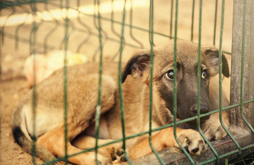 il cane con il suore sul petto è stato adottato