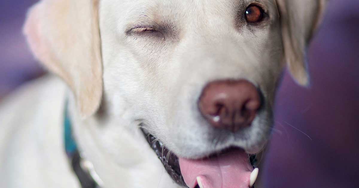 Labrador incastrato nella panchina