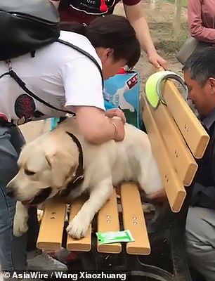 Lato B del cane incastrato nella panchina