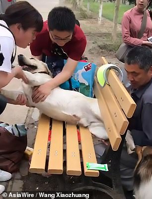 Come liberare il Labrador