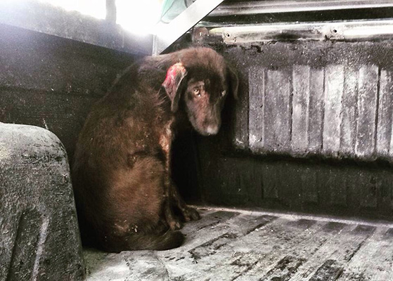 il salvataggio di Lamb cane abbandonato