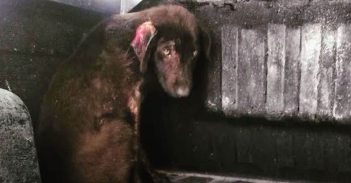 Il salvataggio di Lamb il cane abbandonato, che è stato trovato in gravi condizioni