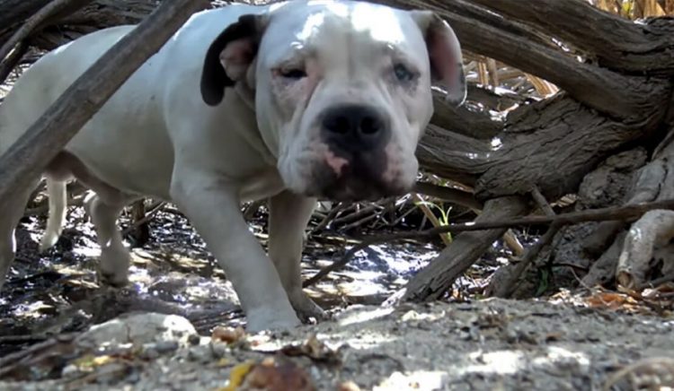 Cane salvato nel bosco