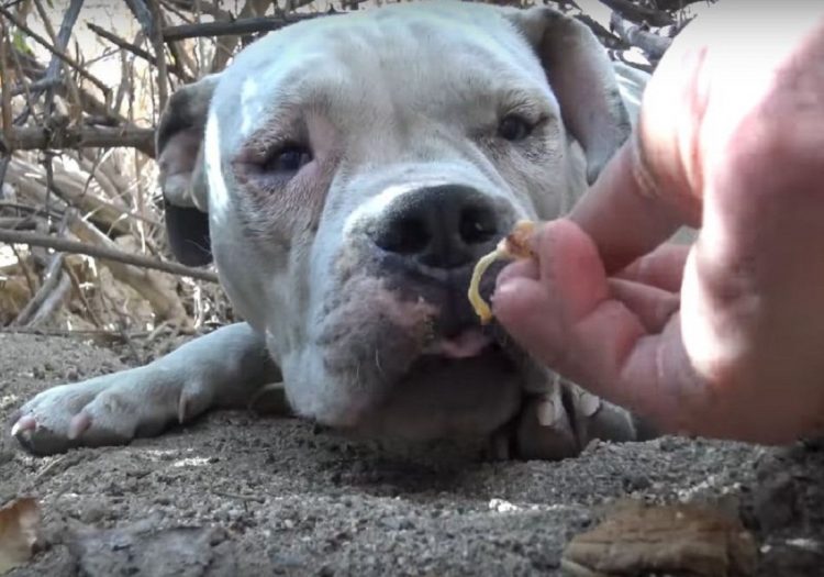 I soccorritori intervengono per salvare il cane