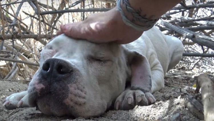 Tarzan il cane abbandonato