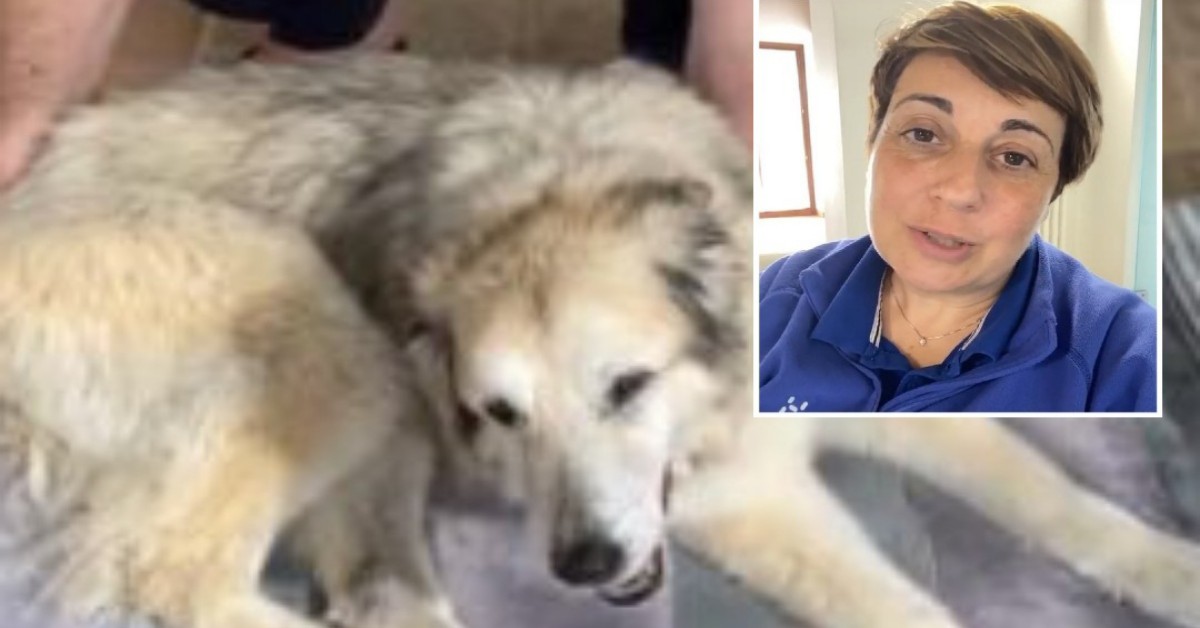 Nuvola, il cane di Benedetta Rossi e i suoi progressi: è nato un tifo sui social