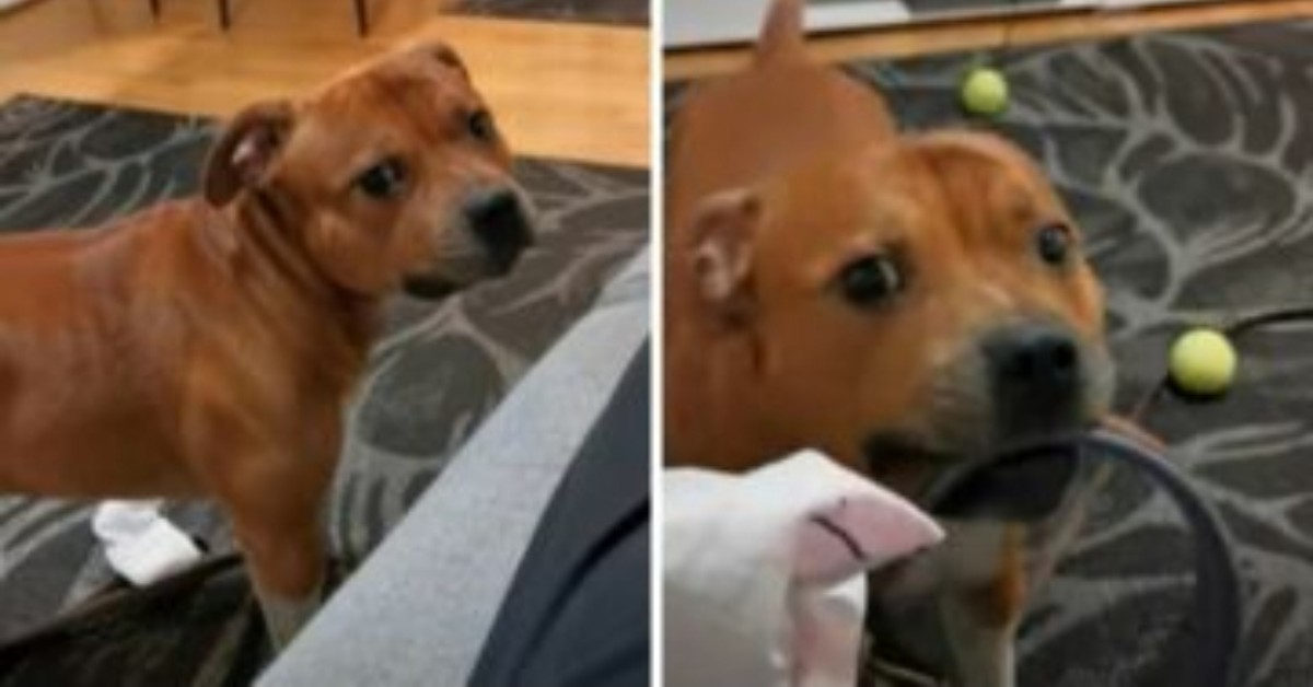 Il video di Staffie: ecco cosa fa il cane quando capisce che è l’ora della passeggiata