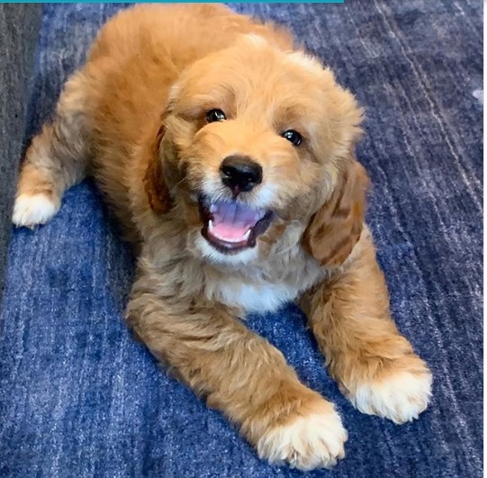 Il cane di Jennifer Lopez e Alex Rodriguez