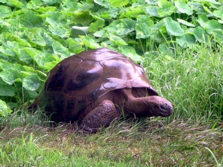 Tartaruga Aldabrechelys gigantea