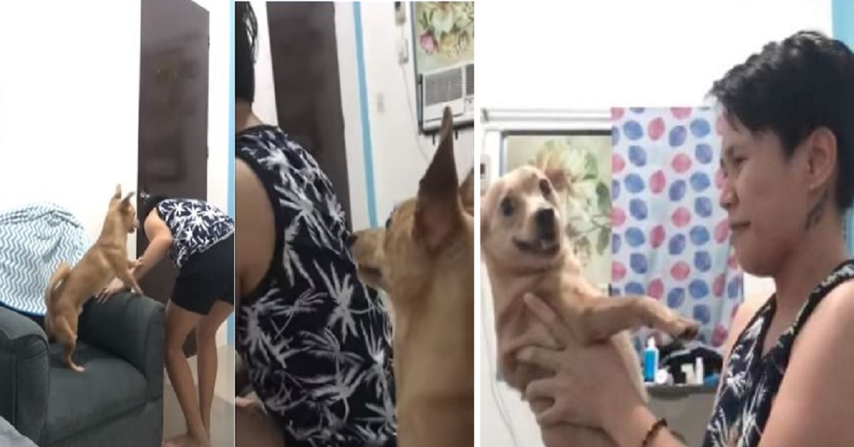 La reazione del cane quando la mamma gli ha fatto credere di essere invisibile