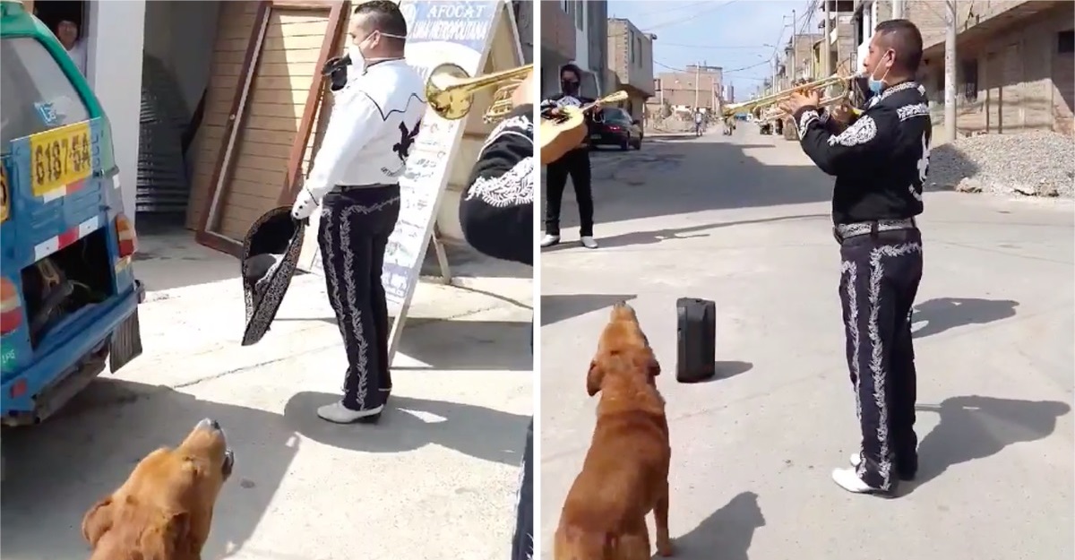 Il cane fa la serenata