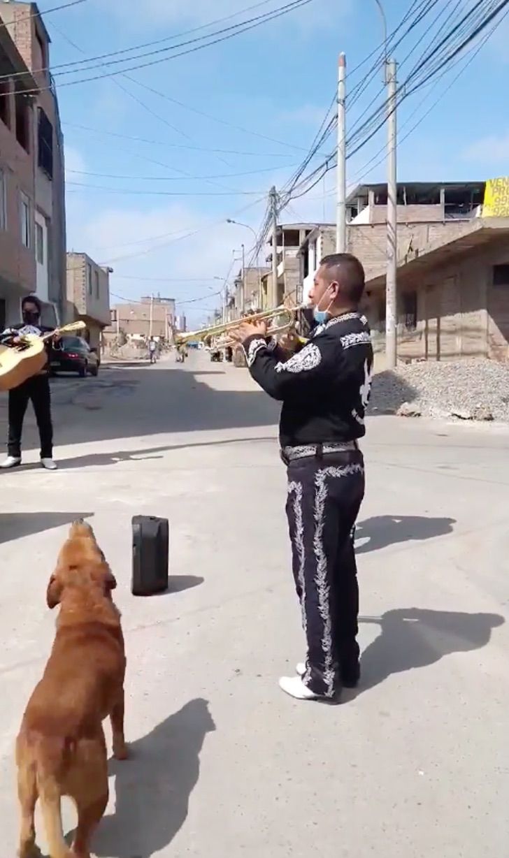 Mariachi fanno la serenata