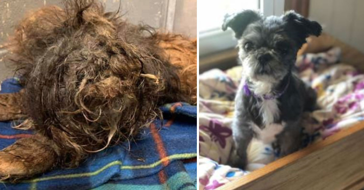 La trasformazione del cane shih tzu