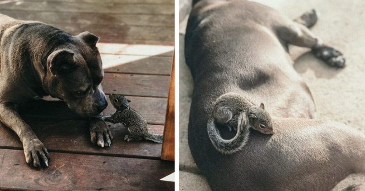 L’amicizia tra il pit bull Every e un dolce scoiattolo ha commosso il mondo
