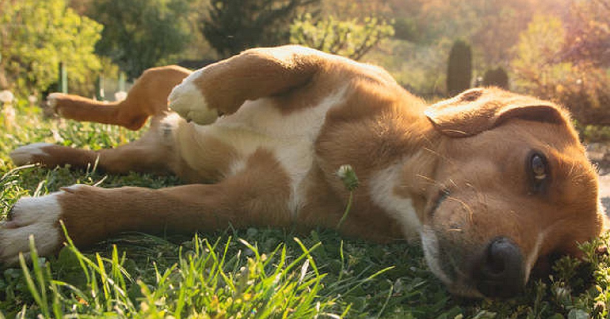 Lascia a giocare fuori i cani e loro tornano con un fratellino